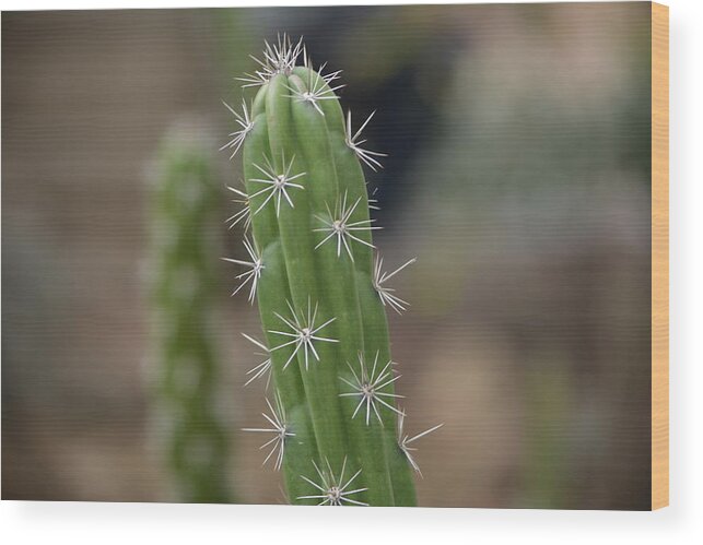 Cactus Wood Print featuring the photograph Stay Sharp by Carolyn Mickulas