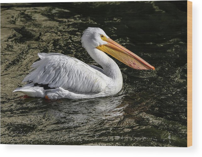 Pelican Wood Print featuring the photograph Steady As She Goes by Ray Congrove
