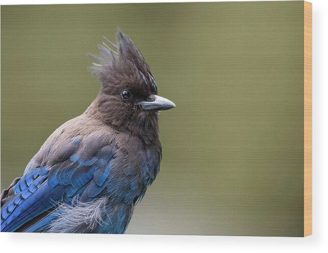 Steller's Jay Wood Print featuring the photograph Steller's Jay portrait by Kathy King