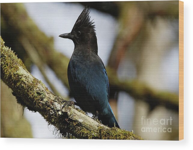 Stellers Jay Wood Print featuring the photograph Stellers Jay by Sue Harper