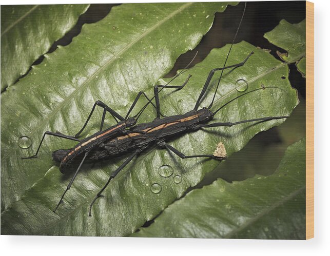 Stick Bug Wood Print featuring the photograph stick bug Amazon rain forest insect by Dirk Ercken