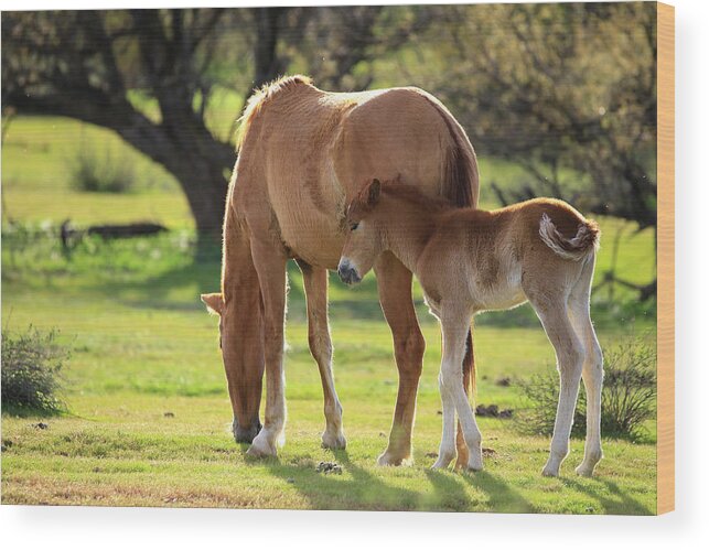 Foal Wood Print featuring the photograph Sticking Close to Mom by Sue Cullumber