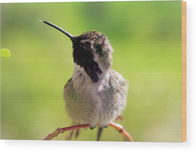 Costa's Hummingbird Wood Print featuring the photograph Sticking Out His Tongue by Shoal Hollingsworth