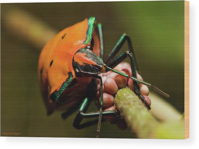 Macro Photography Wood Print featuring the photograph Stink bug 666 by Kevin Chippindall