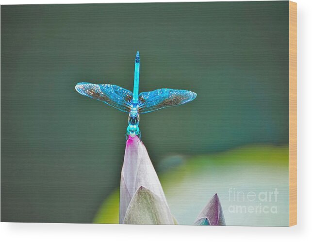 Dragonfly Wood Print featuring the photograph Straight up by Merle Grenz