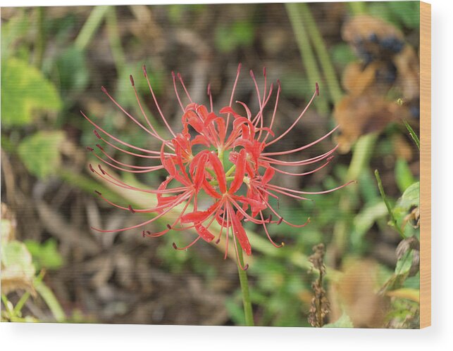 Flower Wood Print featuring the photograph Strange Flower by John Benedict