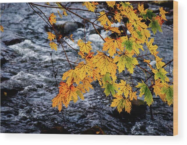 Landscape Wood Print featuring the photograph Stream in Fall by Joe Shrader