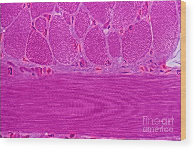 Light Microscopy Wood Print featuring the photograph Striated Muscle by M. I. Walker