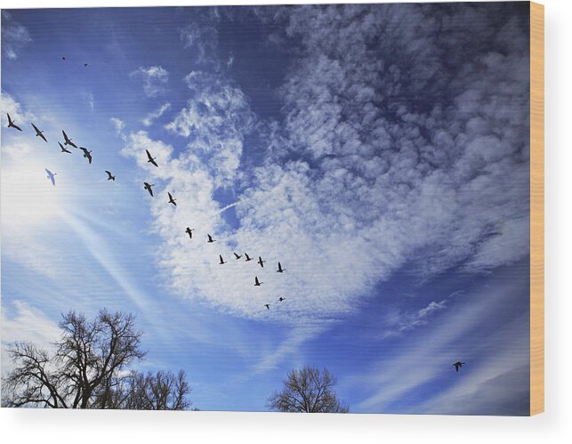 Animal Wood Print featuring the photograph String of Geese by Marilyn Hunt