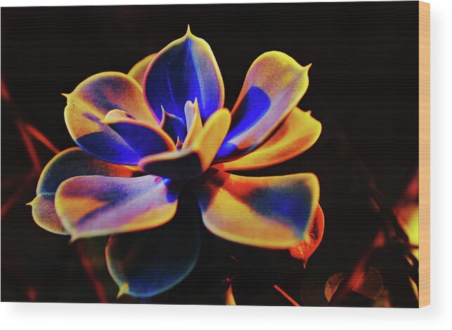 Succulent Wood Print featuring the photograph Succulent at Night by Matthew Urbatchka