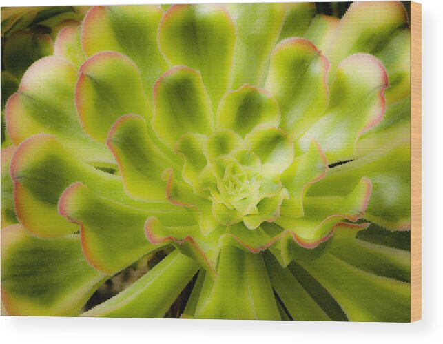 Flower Wood Print featuring the photograph Succulent by Lee Santa