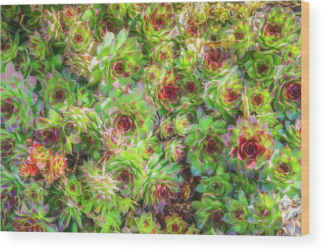 Succulent Wood Print featuring the photograph Succulents by Lorraine Baum