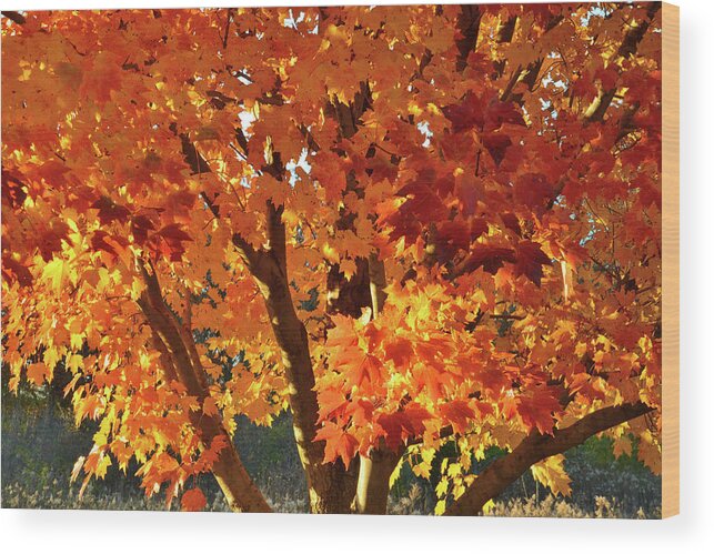 Illinois Wood Print featuring the photograph Sugar Maple Sunset by Ray Mathis