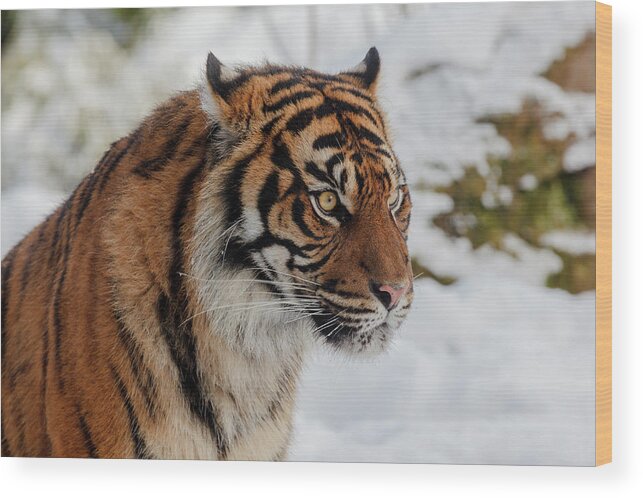 Animal Wood Print featuring the photograph Sumatran Tiger in the snow by Tim Abeln