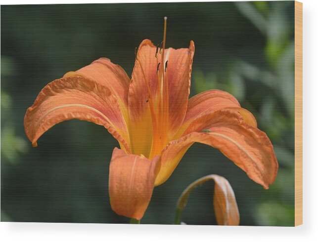 Flowers Wood Print featuring the photograph Summer Bloom-3 by Charles HALL