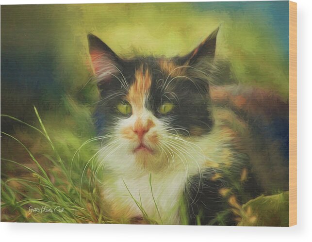 Photo Wood Print featuring the photograph Summer Cat by Jutta Maria Pusl