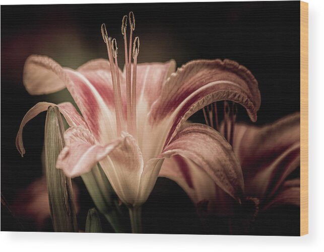 Lily Wood Print featuring the photograph Summer Lily by Allin Sorenson
