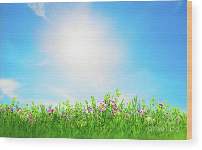 Grass Wood Print featuring the photograph Summer meadow flowers in green grass, sunny blue sky by Michal Bednarek