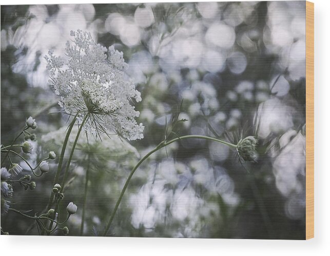 Queen Anne's Lace Wood Print featuring the photograph Summer Medly by Angie Rea