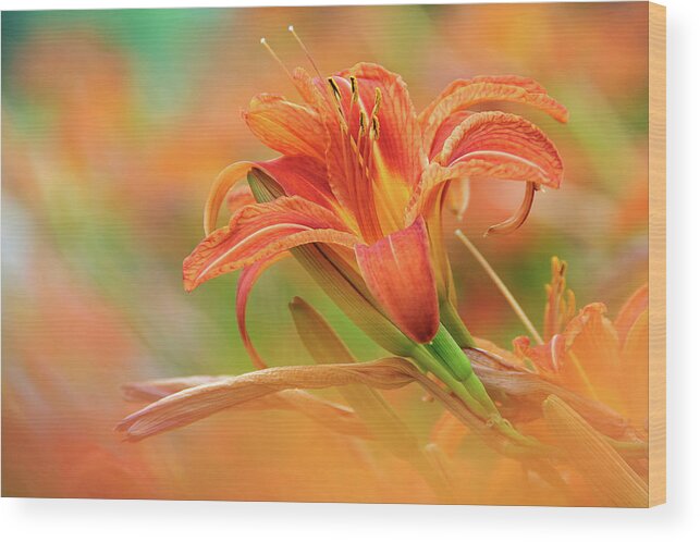Flowers Wood Print featuring the photograph Summer Palette by Neil Shapiro