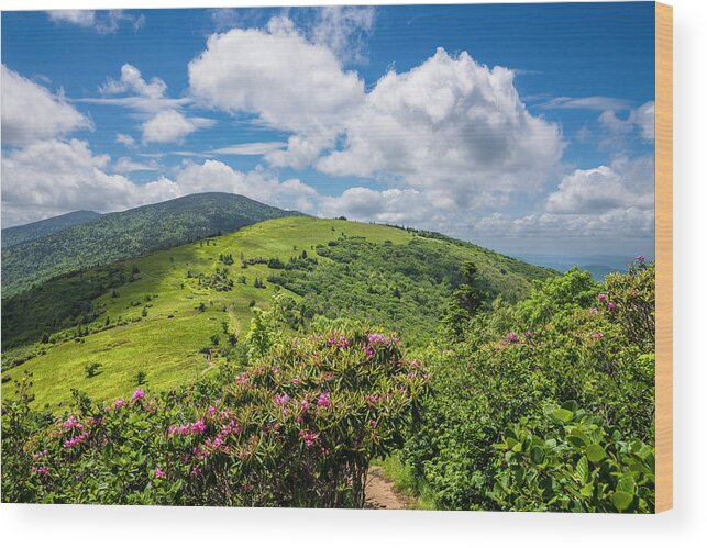 Appalachian Wood Print featuring the photograph Summer Roan Mountain Bloom by Serge Skiba