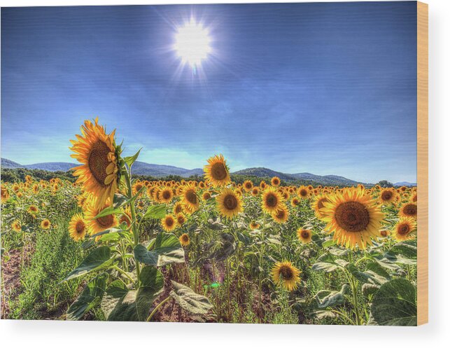 Sunflowers Wood Print featuring the photograph Summer Sunflowers by David Pyatt