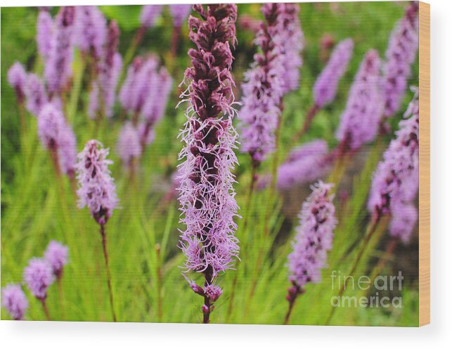 Flowers Wood Print featuring the photograph Summers Blush by Stevyn Llewellyn