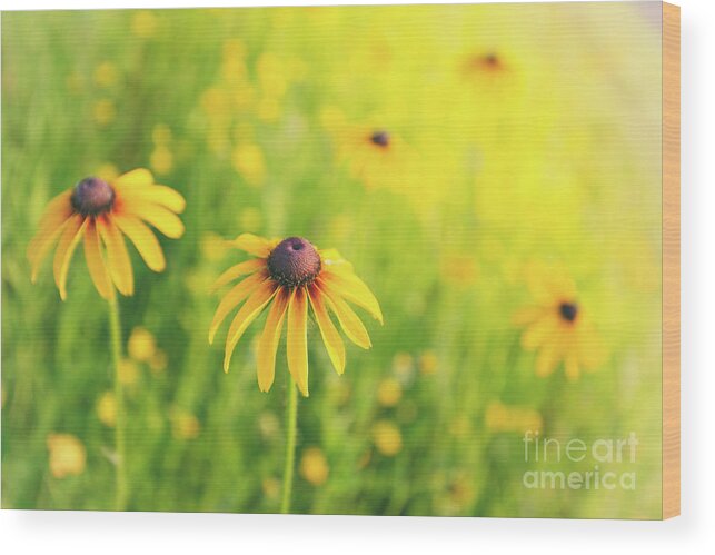 Wildflowers Wood Print featuring the photograph Summertime by Becqi Sherman