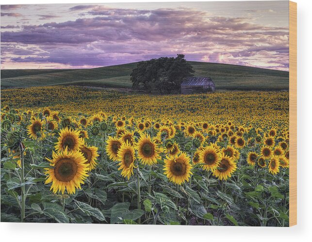 Sunflowers Wood Print featuring the photograph Summertime Sunflowers by Mark Kiver