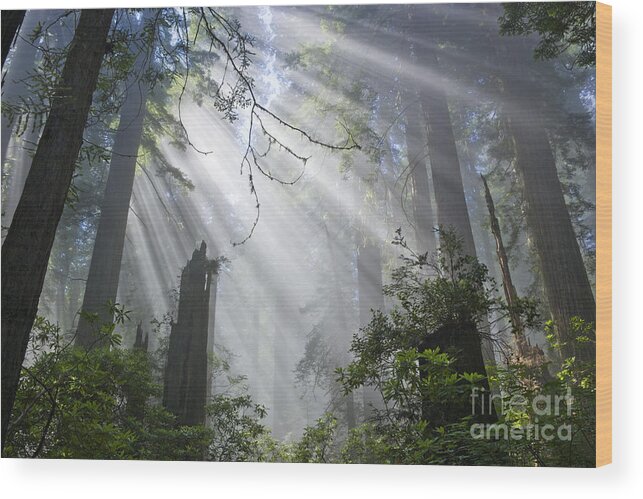 Sun Rays Wood Print featuring the photograph Sun Beams In Redwood Forest by Inga Spence