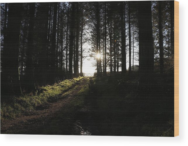 Sun Wood Print featuring the photograph Sun glare in the dark forest by Lukasz Ryszka