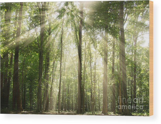 Sun Wood Print featuring the photograph Sun Rays Through Treetops Rural Landscape by PIPA Fine Art - Simply Solid