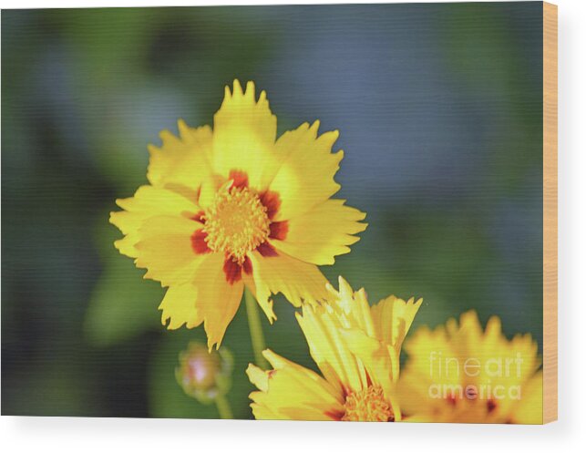 Yellow Wood Print featuring the photograph Sun Worshipper by Carol Eliassen