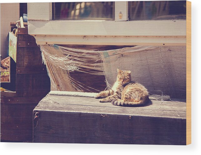 Cat Wood Print featuring the photograph Sunbather by Kristy Creighton