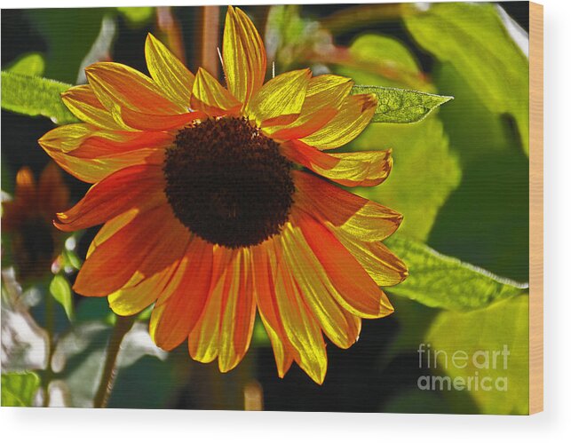 Flower Wood Print featuring the photograph Sunflower 1 by David Frederick