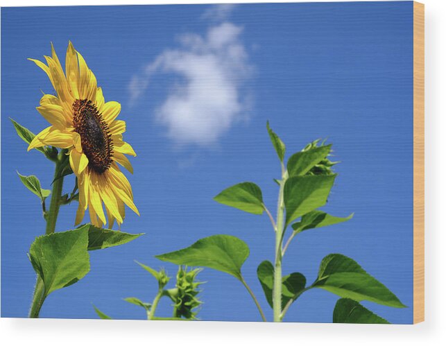Flowers Wood Print featuring the photograph Sunflower and Friend by Glenn DiPaola