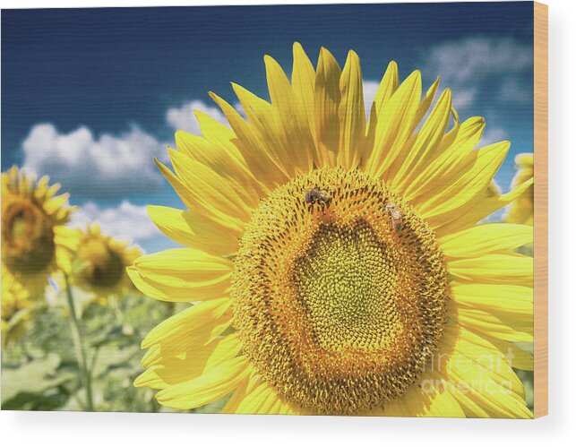 Sunflower Dreams Wood Print featuring the photograph Sunflower Dreams by Jim DeLillo