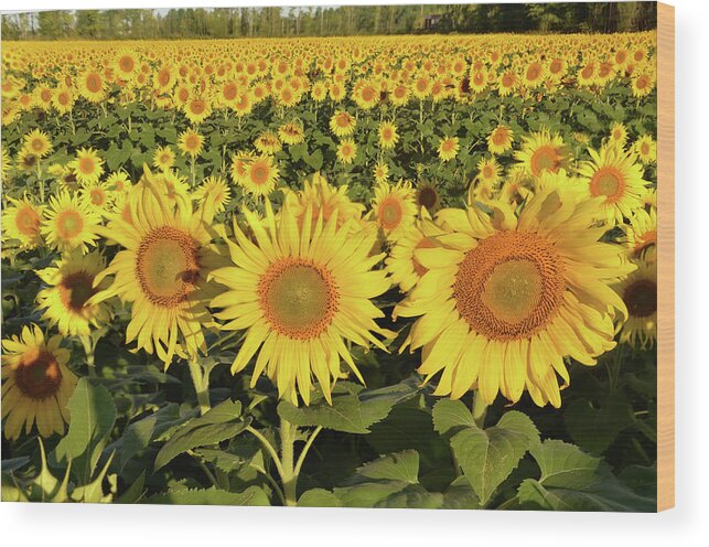 Sunflowers Wood Print featuring the photograph Sunflower Faces by Ann Bridges