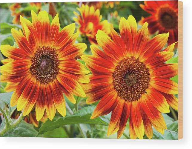 Sunflower Wood Print featuring the photograph Sunflower Garden by Alan L Graham
