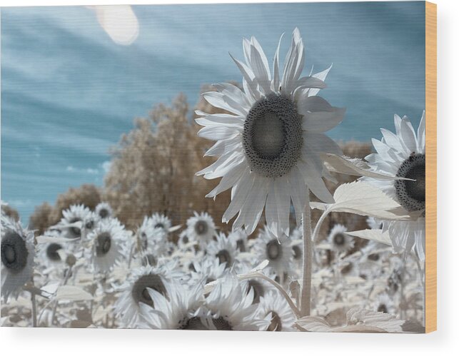 Ir Infra Red Infrared Waelength Outside Outdoors Nature Natural Sky Flower Flowers Botany Sun Sunflower Sunflowers 720nm 720 Nanometers Nanometer Brian Hale Brianhalephoto Farm Wood Print featuring the photograph Sunflower Infrared by Brian Hale