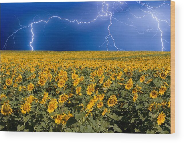 Sunflowers Wood Print featuring the photograph Sunflower Lightning Field by James BO Insogna