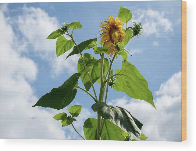 Sunflower Wood Print featuring the photograph Sunflower Sky by Lisa Blake
