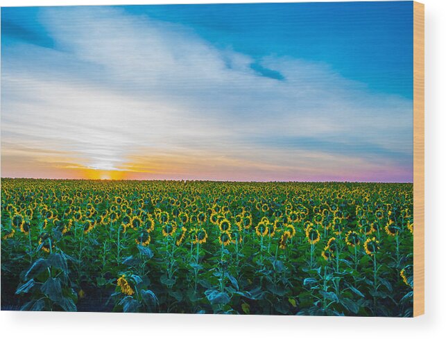 Sunrise Wood Print featuring the photograph Sunflower Sunrise by Mindy Musick King