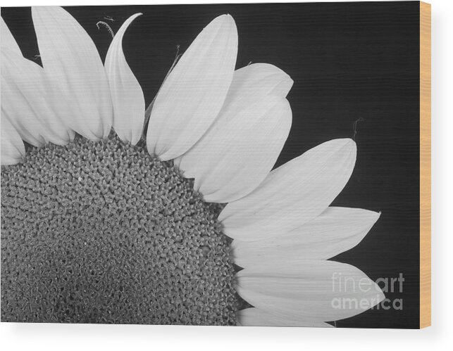 Sunflowers Wood Print featuring the photograph Sunflower Three Quarter by James BO Insogna