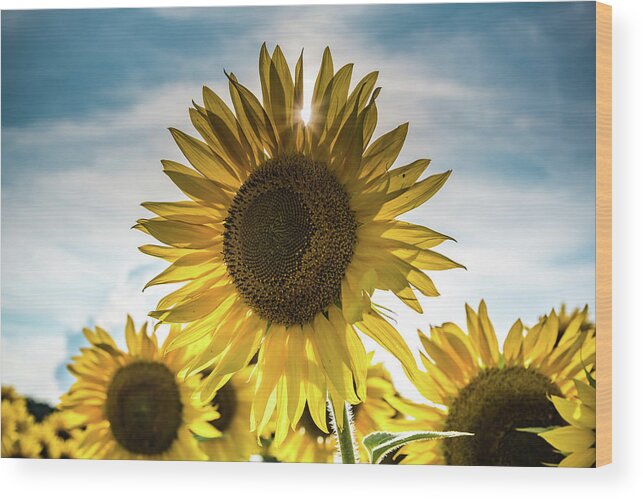 Field Wood Print featuring the photograph Sunflower With Sun Peaking Through by Anthony Doudt