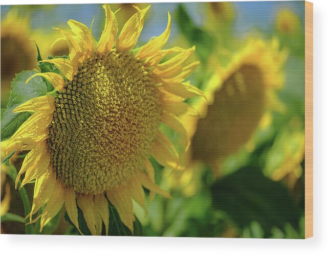 Sunflowers Wood Print featuring the photograph Sunflower with Waterdrops by Robin Mayoff