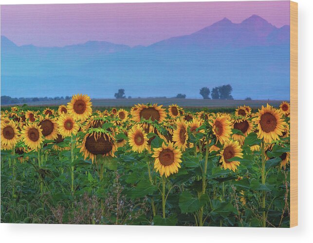Berthoud Wood Print featuring the photograph Sunflowers At Dawn by John De Bord