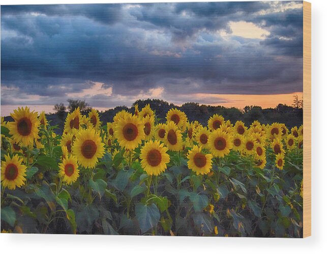Beautiful. Beauty. Bloom. Blooming. Sunflower. Fall. Yellow. Botanical. Bright. Closeup. Color. Colorful .colors. Detailed Wood Print featuring the photograph Sunflowers At Sunset by Tricia Marchlik