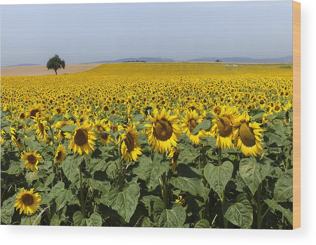 Yellow Wood Print featuring the photograph Sunflowers field by Mike Santis