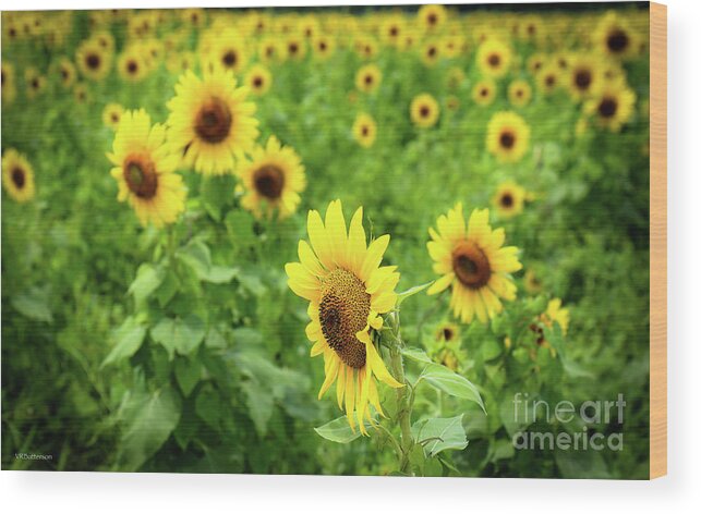 Sunflowers Wood Print featuring the photograph Sunflowers in Memphis IV by Veronica Batterson